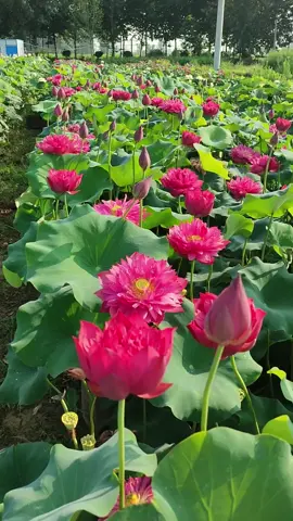 Cả ngày chỉ muốn làm bên vườn sen 
