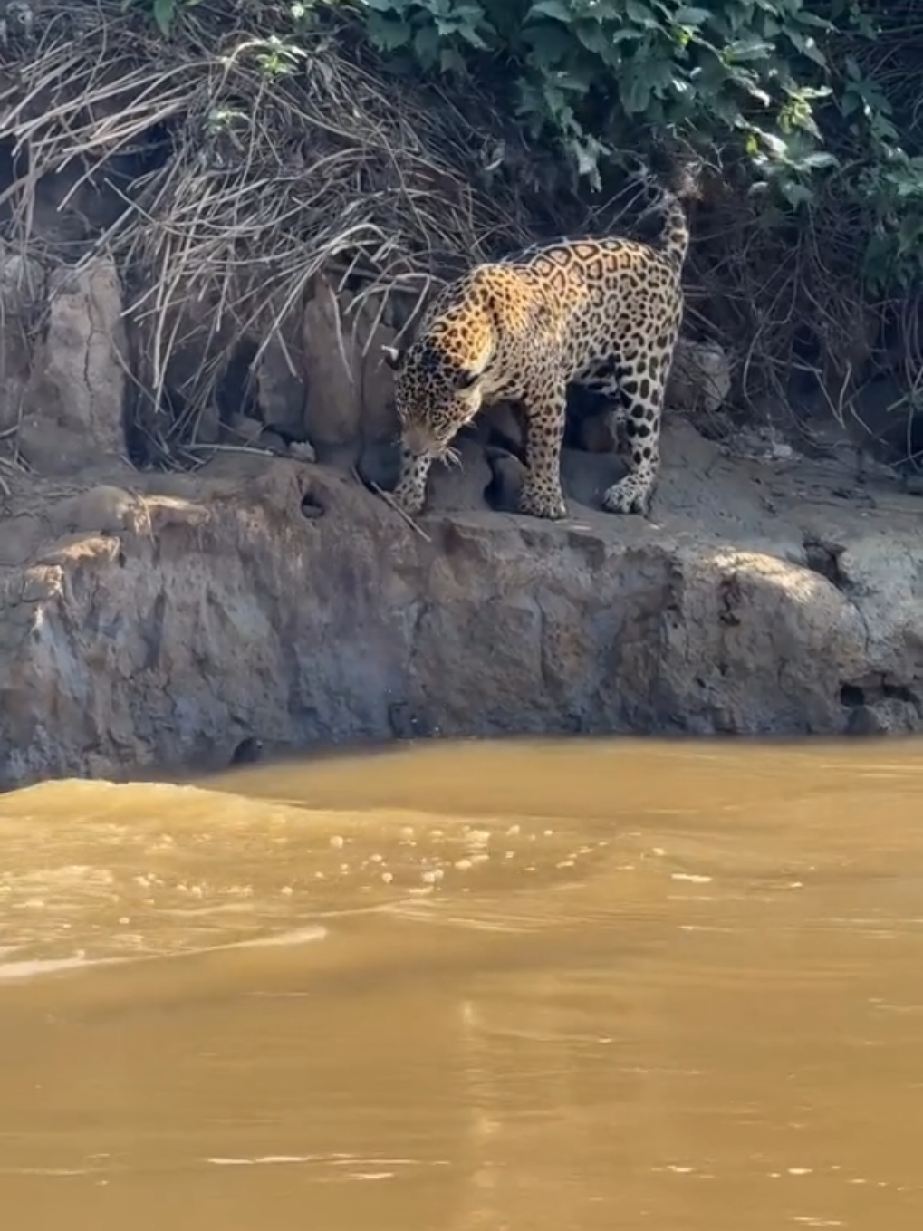 Jaguar and Otter in a Fierce Standoff #jaguar #otter #wildlife #animalworld #natureclips 