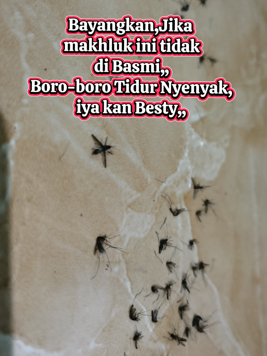 Ngeri gak sih Lihat ini?? #waspada #Nyamuk 