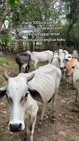 malom nokbau do ke mak ku😁#fyppp #sumbawa#foryoupage #xyzbca #fyppppppppppppppppppppppp 