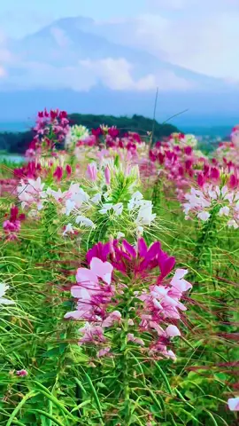 #富士山の美しい景色  河口湖大石公園#Beautiful  Scenery In  Mt.FuJi Japan 