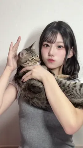 なかなか座ってくれん🍥#福岡 #おすすめ #jc #猫 #猫のいる暮らし 