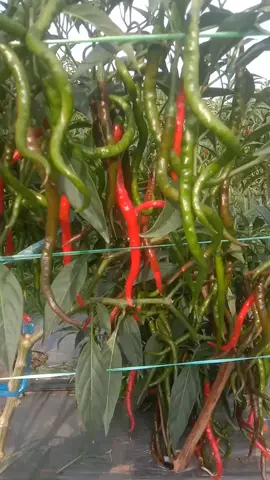 Tanpa judul. 