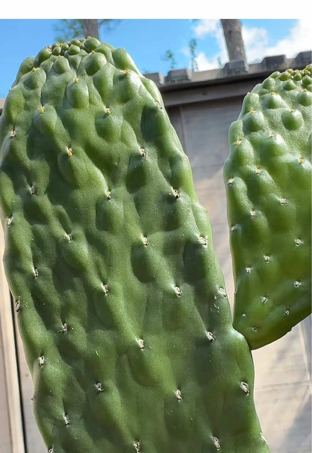 One thing about me and my cactus, you won’t catch us thirsty. 💚 I just think they’re so beautiful and interesting. #Cactus #Succulent #WarmClimateGardening #Evergreen 