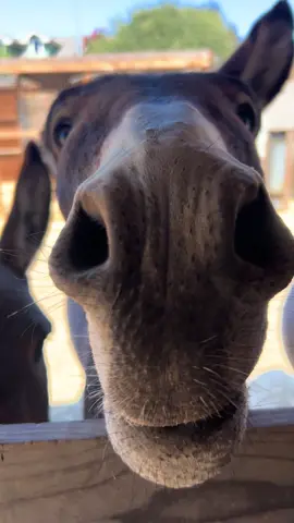 That Carrot Life 🥕 #donkeyfarm #sweettreat #ilovemydonkeys 