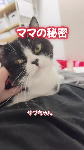 バレてないからヨシ😏👉✨️サブちゃんはママのことがだいちゅきだものね😚❤️ #猫 #猫のいる生活 #キャットシッター #スリスリ #甘えん坊 