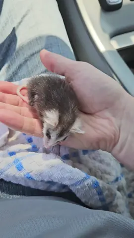 He's our rescue baby, not a trash panda 😆 #opossumcore #opossum #fyp #pet #babyopossum 