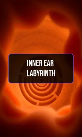 Discover the labyrinth inside you! #science #funfact #biology