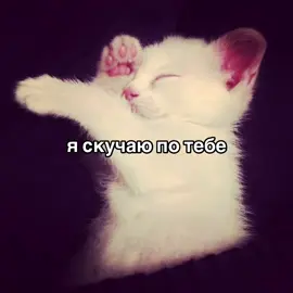 за рекламой в лс/тгк(ссылка в профиле) #щитпост #намек #котики #жиза #милыевидео #скучаю #глобальныерекомендации 