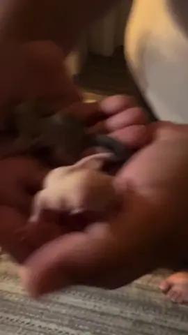 We got to hold the Joey’s last night 🥰 any guesses on their genders?#gliderjoey #sugarglider #genderreveal 