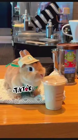 😃😘#bunny #rabbits #cutebunny #pet #cute 
