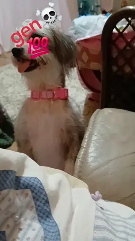 #gen☠️ #trailerpeople💗 #dog #dogsoftiktok #dog