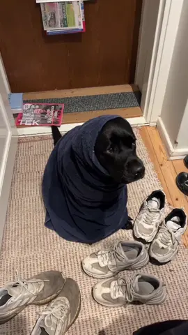Lilo needs at least 15 minutes of cozy towel time after playing in the rain (ig lilothelabbis) #dog 