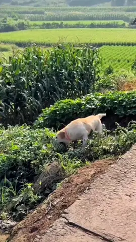 #funny #funnyvideos #dog #comedy 