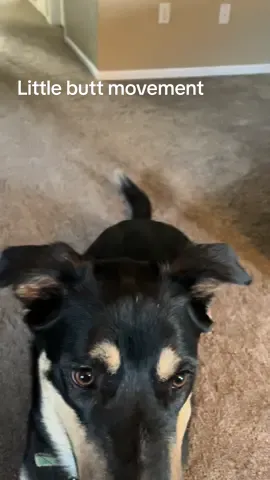 Playing fetch indoor. Did you catch that little butt movement 🤣 #fyp #dogsoftiktok #doglover 