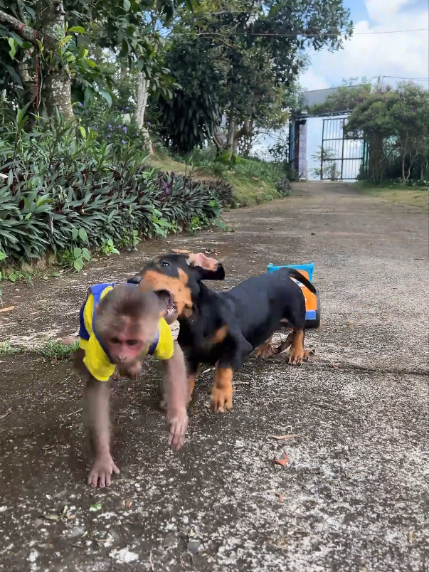 Puppy determined to stop monkey Moon from sliding off toy truck. #monkey #monkeybaby #cuteanimals #puppy #usa_tiktok 