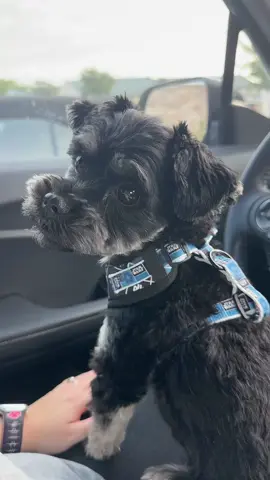 Cowboy says good morning ☀️ #fyp #dogsoftiktok #dogmom 