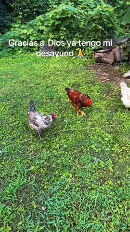Aquí tengo mis nuevas amiguitas : ellas si me escuchan y no me contradicen 🐓🐓#mi granja 