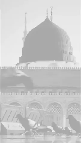 ﴿وَمَا مُحَمَّدٌ إِلَّا رَسُولٌۭ قَدْ خَلَتْ مِن قَبْلِهِ ٱلرُّسُلُۚ أَفَإِيْن مَّاتَ أَوْ قُتِلَ ٱنقَلَبْتُمْ عَلَىٰٓ أَعْقَـٰبِكُمْۚ﴾ #رسول_الله #استشهاد_النبي_الأعظم #المدينة_المنوره #اكسبلورexplore #tiktok 