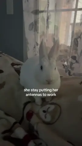 #bunbun #bunny #rabbitsoftiktok #bunnytok #alien 
