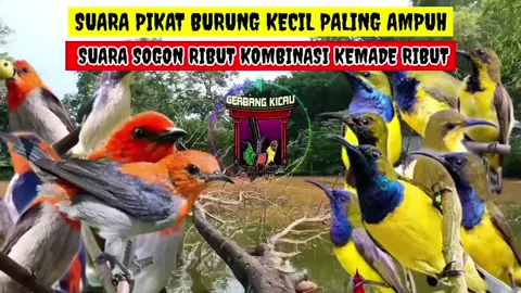 suara pikat burung kecil  5 menit auto nempel#suarapikatburungkecil #pikatburung #suarapikat  #suarapikatburungkecil 
