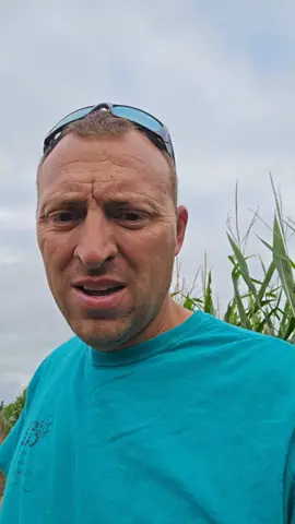 The case of the stolen corn #corn #agronomy #stolen #notsweetcorn