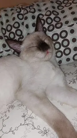 Sarap buhay tulog tulog lang 🐈‍⬛️😻😸😹