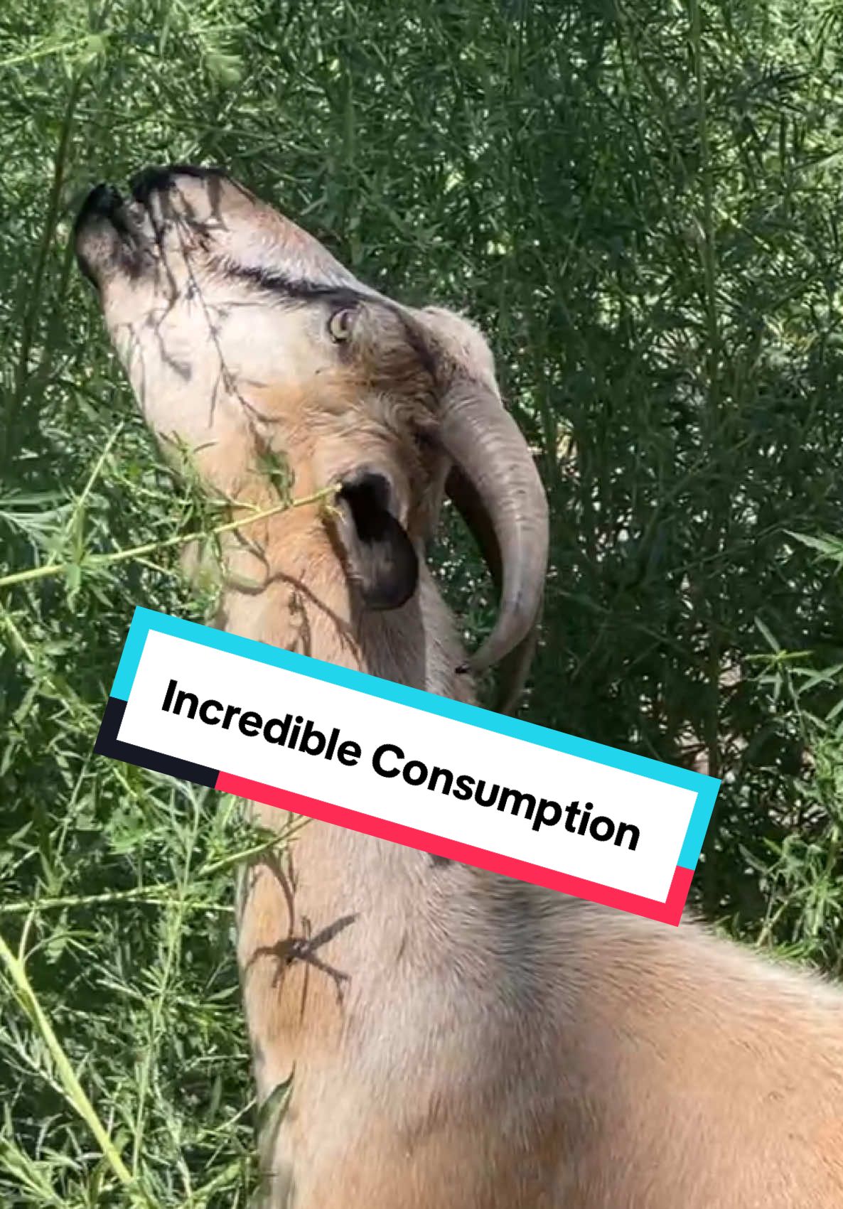 It is difficult to comprehend what our goats and sheep are capable of!! @Grant Wade #goats #goatscaping #goatgrazing #grazinggoats #contractgrazing #contractgoatgrazing #targetedgrazing #targetedgoatgrazing #grazingsystems #prescibedgrazing