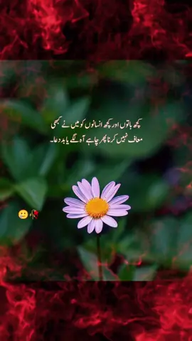#💯trueline✅ #freepalestine🇵🇸❤️ #queenraaz👸🤴 #foryoupageofficial #viraltiktok 