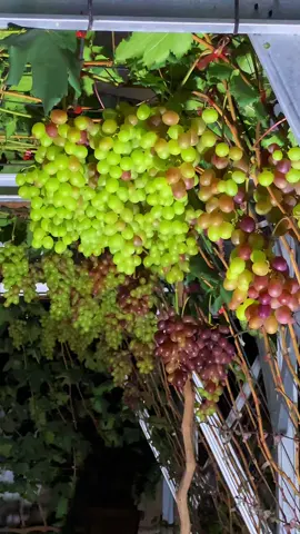 anggur ninel lagi masa perubahan warna #kebunanggurgarut #xyzbcafypシ #petanianggur #garutgrapegarden #anggurimport 