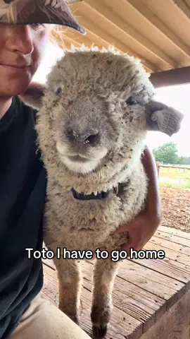 For anyone wondering if they need a babydoll sheep… the answer is yes. Yes you do. Thanks for coming to my ted talk. #babydollsheep #sheepoftiktok #petsheep #sheeplove #babydollsheep 