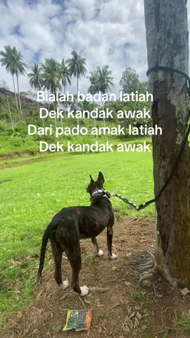 #porbi_sumbar #bismilahfyp #pobiindonesia #anakporbi #katoamak 