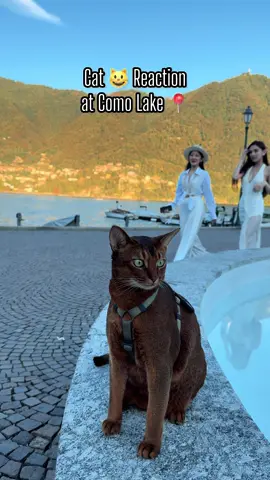 Cat 😺 Reaction at Como Lake 📍