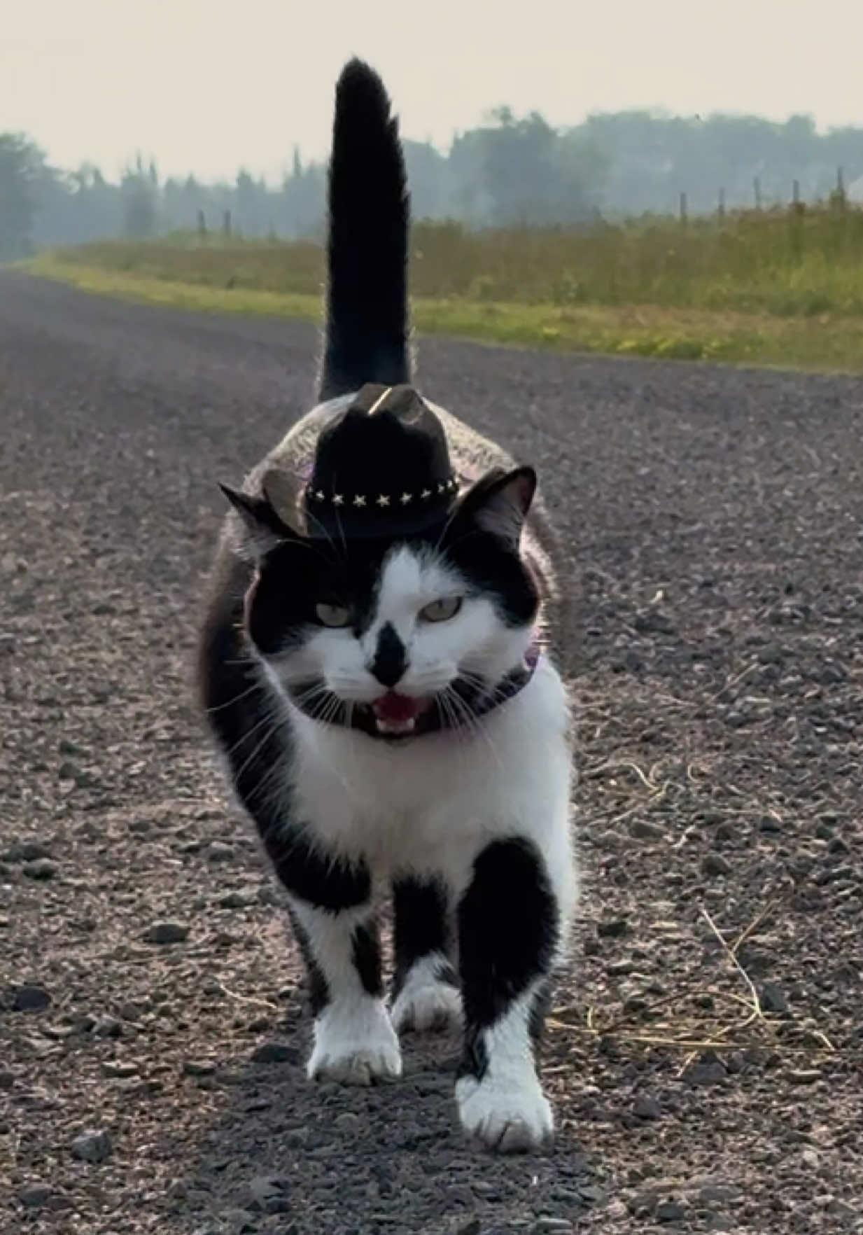 Meowdy purrtners. Lots to inspect in the woods including pesky crows and a chipmunk eating berries without prior authorization 😤 🧐  If you’re a fan of Jack Spicer’s kitty cat cowboy content please consider being a real cowpoke and subscribing to his Patreon linked in bio 😊 everything helps ❤️  #cat #cats #catsoftiktok #kittycat #cattok   