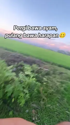 lost😂 #ayamimportfilipin🇵🇭 #ayamphilipin🇵🇭 #bulanganlondong🐓 #trjgamefarm 