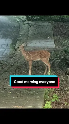 Early morning riding… #animals #deer #ride #riding #golfcart 