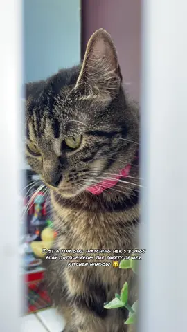 Nala prefers the view from the window while her siblings enjoy their outdoor adventure! 🌞🐾  #cat #girlcat #catlife #indoorcat #indoorcatlife 