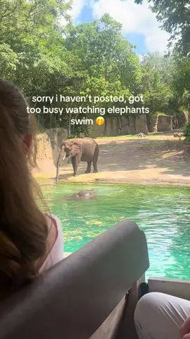 i’ve never ever seen this on kilimanjaro safari 😭😭 we also saw the baby playing in the water too  #animalkingdom #animalkingdomdisney #disneyparks #disneyworld 
