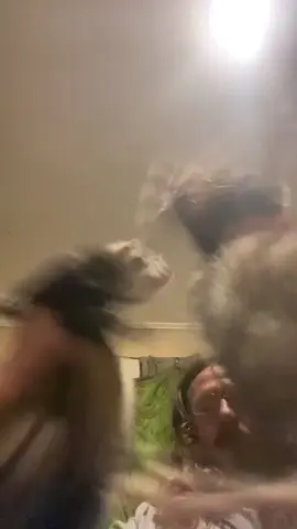 Ferret is a crazy animal #happyvideo #creazy #ferrets 