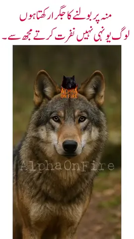 منہ پر بولنے کا جگرا رکھتا ہوں  لوگ یونہی نہیں نفرت کرتے مجھ سے ۔#creatorsearchinsights #Foryou #alphaonfire #wolf #Wolfonfire 