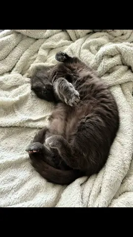 The shelter said I was the only applicant to even see him. Best decision I ever made. I got him at the lowest point in my life, I think we rescued eachother #fyp #catsoftiktok #cat #soulmate 
