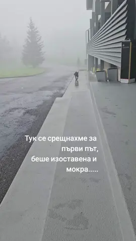 Милка❤️ #dog #гонче #adopt#Love #dogtok 