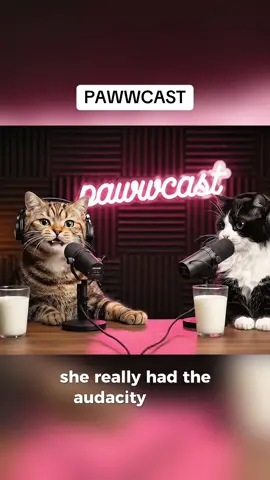 If our cats had a podcast 🤣 #cats #podcast #fyp #viral 