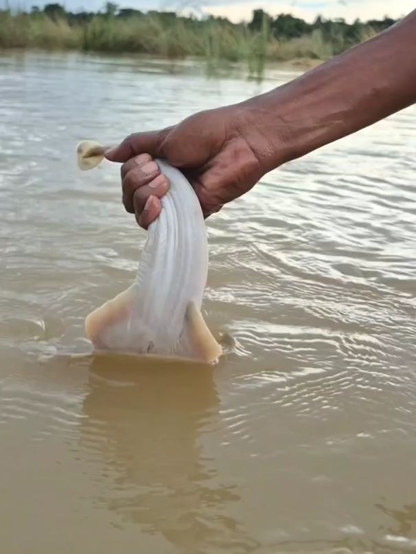 Amazing underwater big monster fishing #fish #fishing #video #grow #virals 