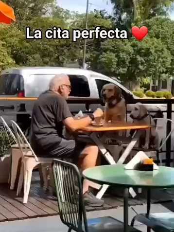 La cita perfecta #nocompresadopta🙏 #nocompresadopta🐾❤️ #nocompresadopta❤ #doglovers