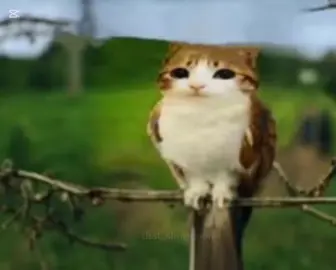 #CapCut #owlcat #meme #viral 