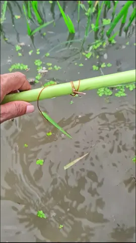 ধান ক্ষেত থেকে শোল মাছ ধরা দৃশ্য 