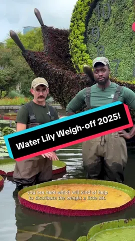 Replying to @McKay The 𝐖𝐚𝐭𝐞𝐫𝐥𝐢𝐥𝐲 𝐖𝐞𝐢𝐠𝐡-𝐎𝐟𝐟 is HERE! 🪷🪷🪷 Watch as horticulturalists Taylor and Shakim load up a 𝘝𝘪𝘤𝘵𝘰𝘳𝘪𝘢 'Longwood Hybrid' in the Skyline Garden. #waterlily #atlantabotanicalgarden #PlantTok #trending 