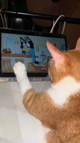 Screen time nya si Simba (bluey)😌 #bluey #screentime #pawrents #kucingtiktok 