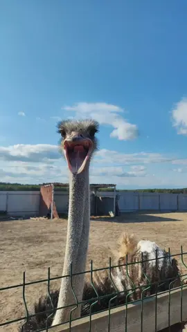 опять злой  #fyp #animal #страус 